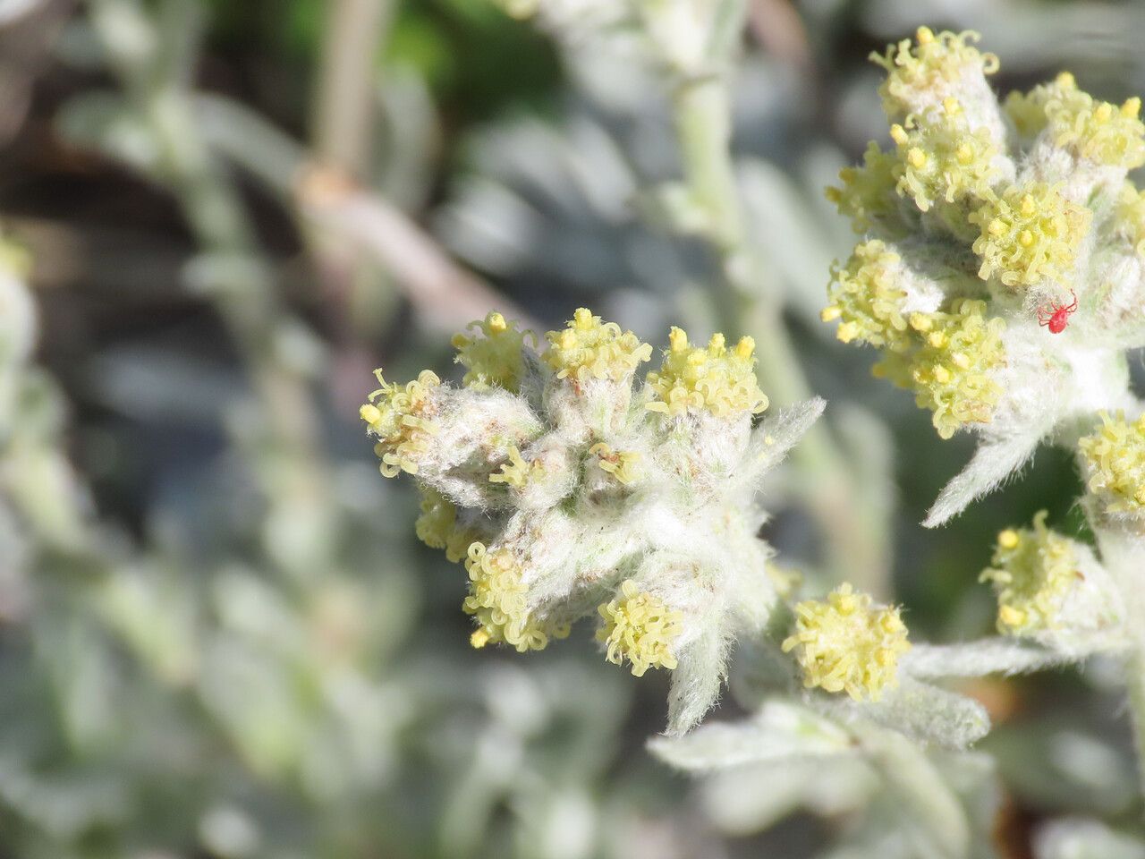 Artemisia eriantha flower