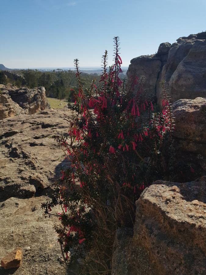 Epacris impressa habit