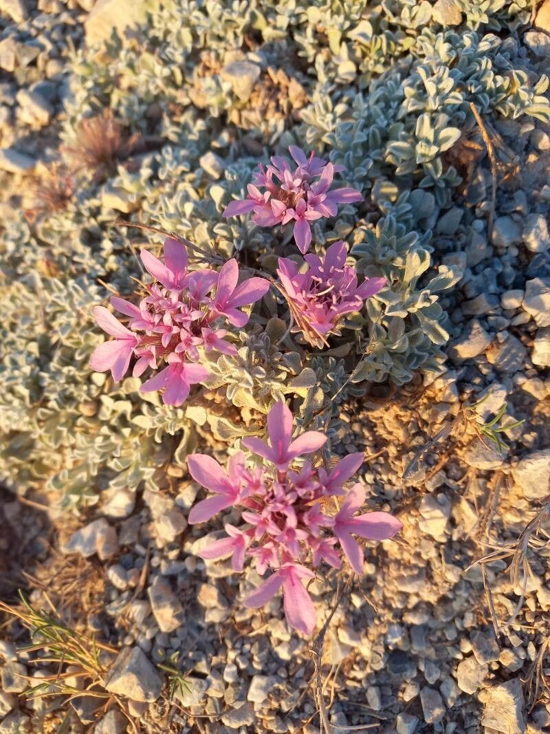 Pterocephalus spathulatus flower