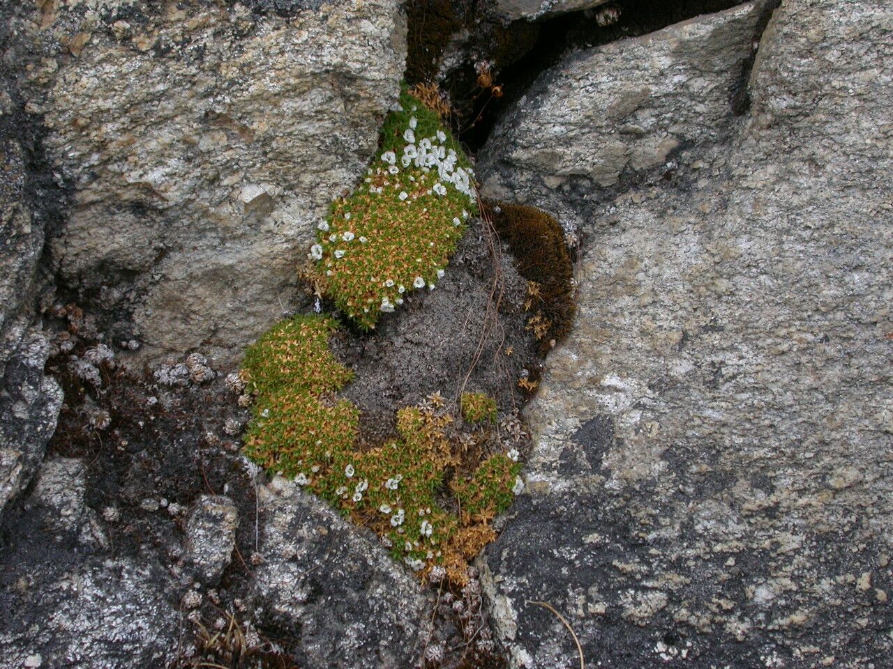 Arenaria polytrichoides habit