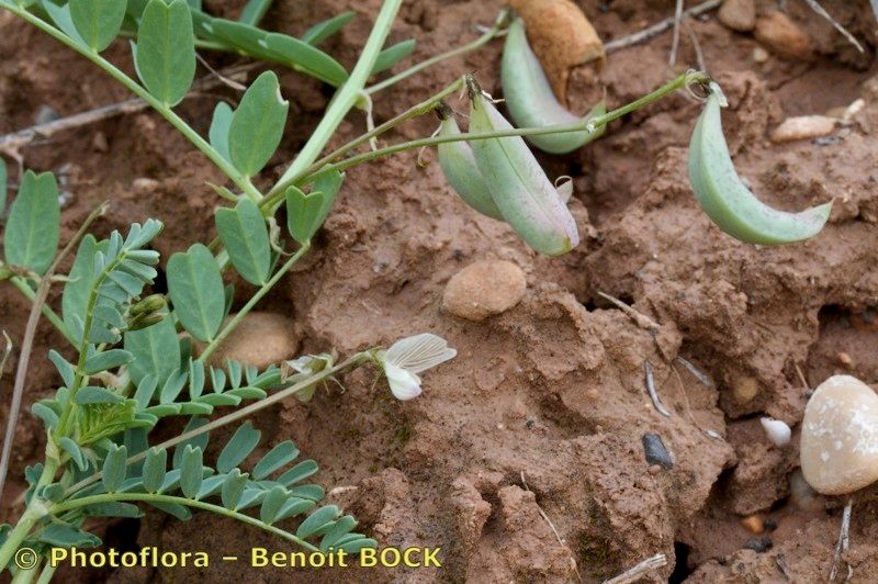 Astragalus cymbicarpos habit