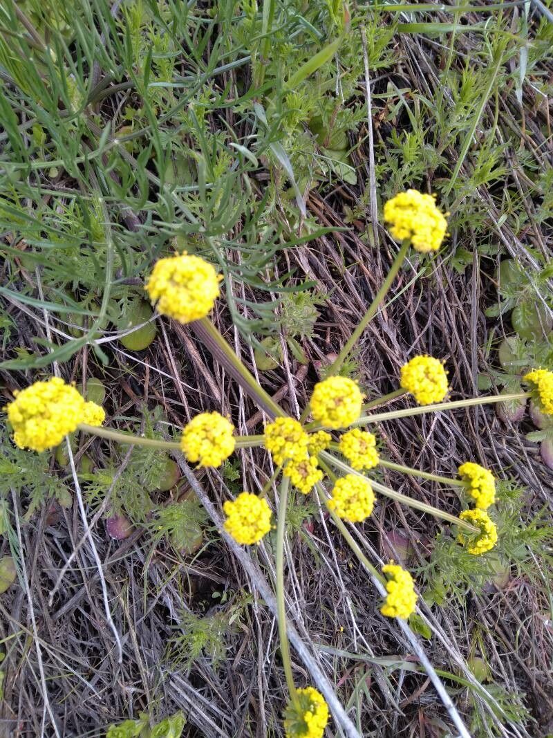 Lomatium triternatum flower