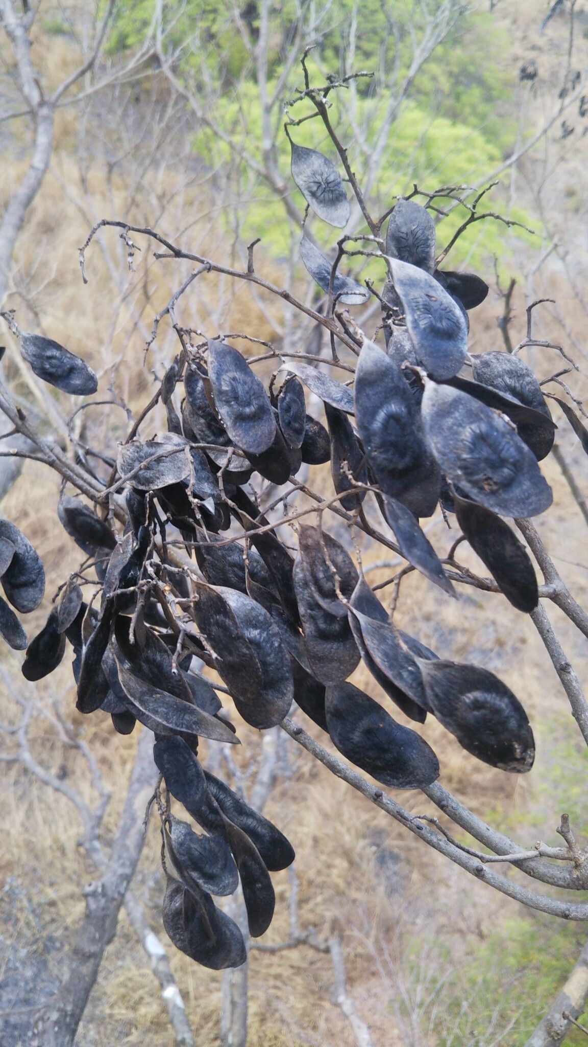 Dalbergia purpurascens fruit