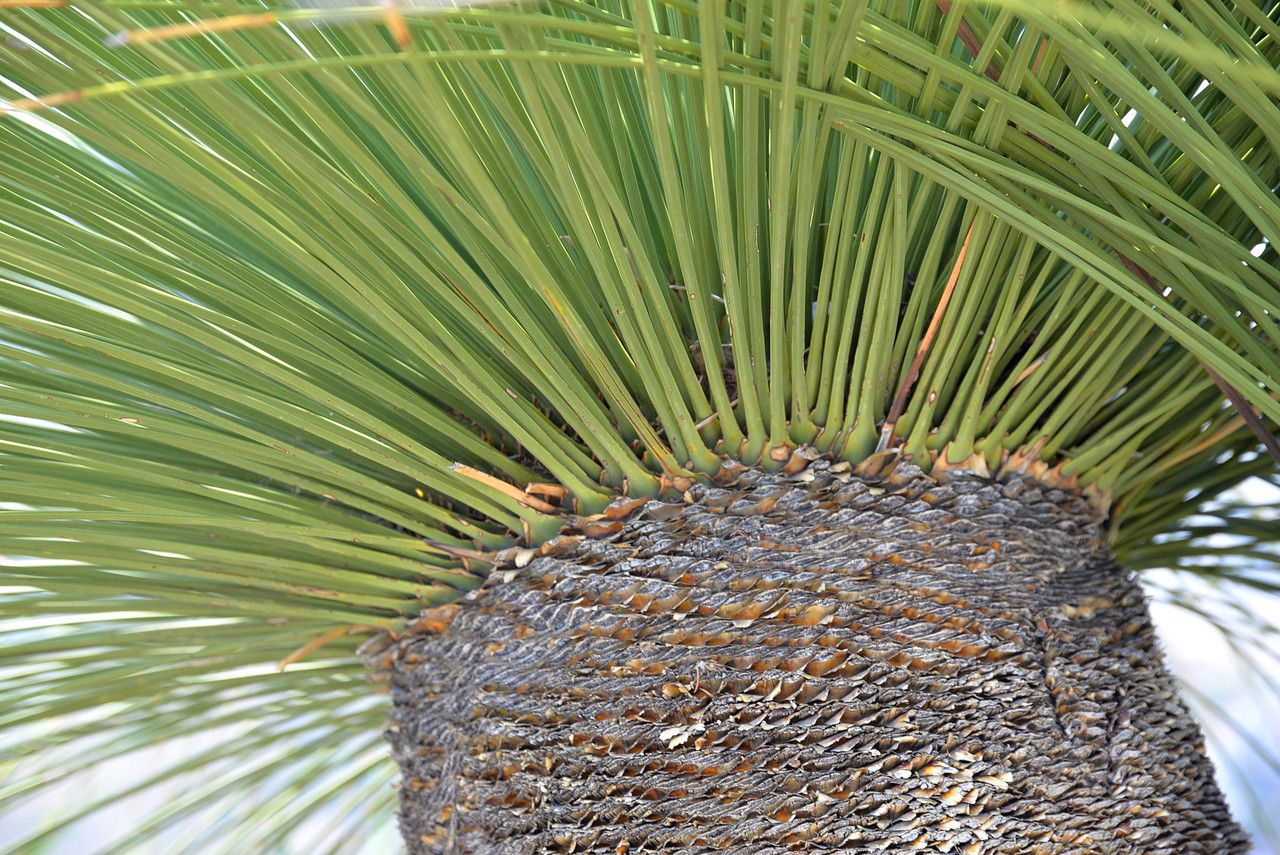 Dasylirion quadrangulatum bark