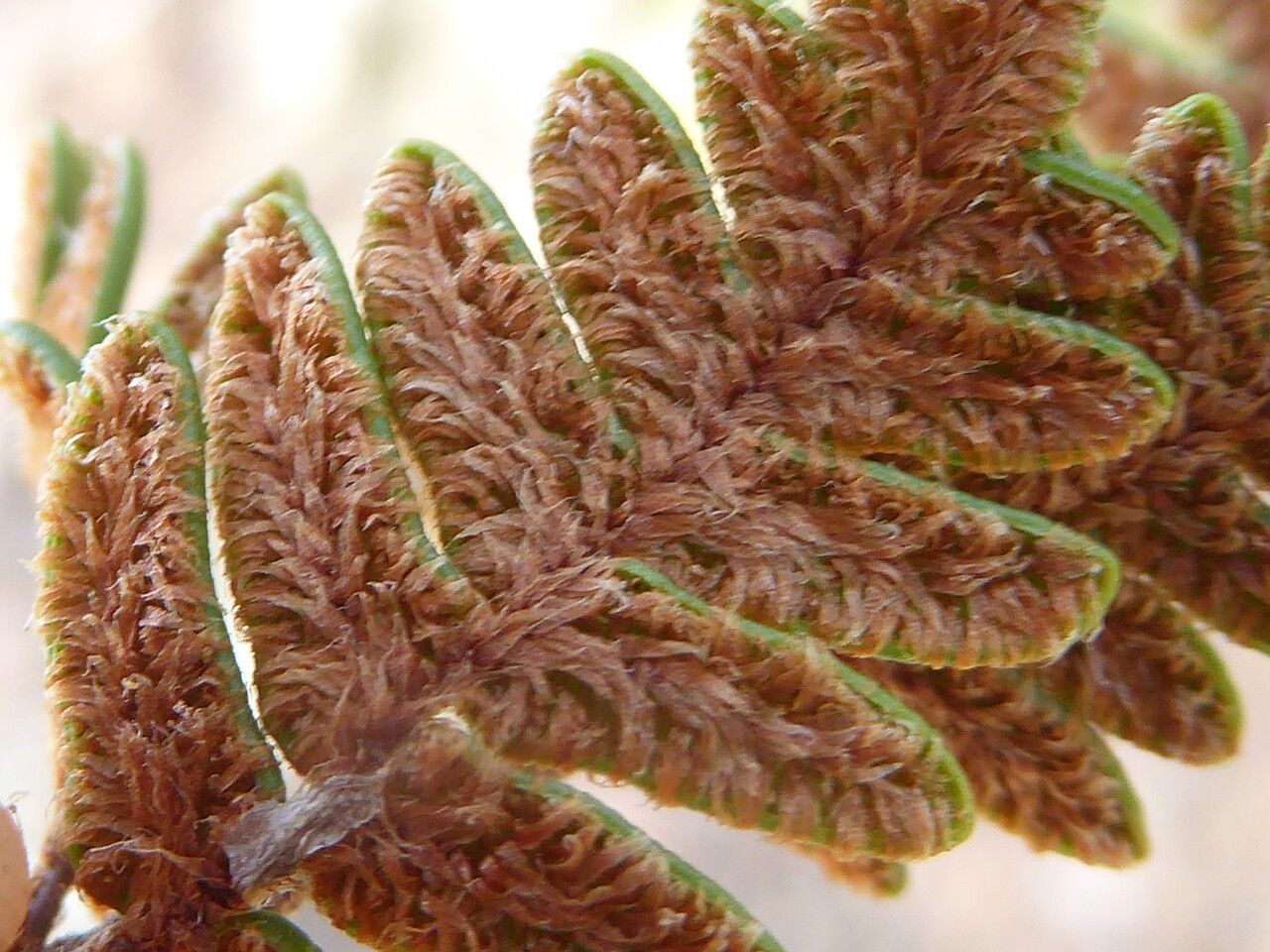 Paragymnopteris marantae fruit