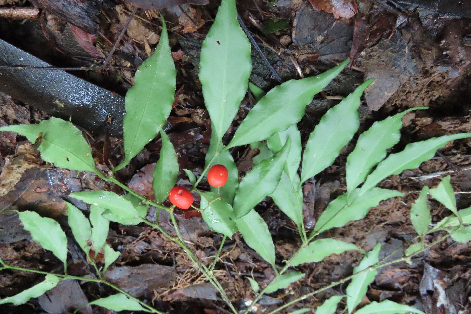 Crossopetalum enervium leaf
