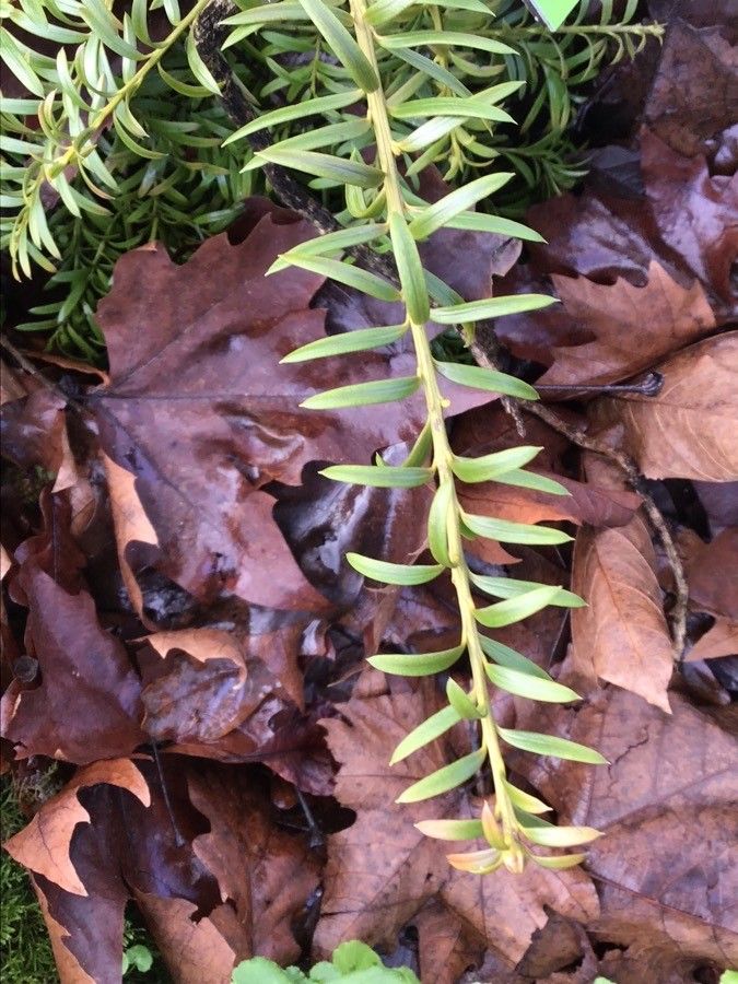 Podocarpus cunninghamii — search result for 'Podocarpus'