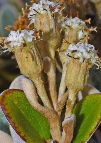 Brachyglottis bidwillii flower
