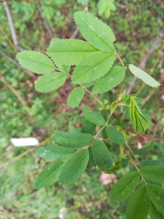 Rosa laxa leaf