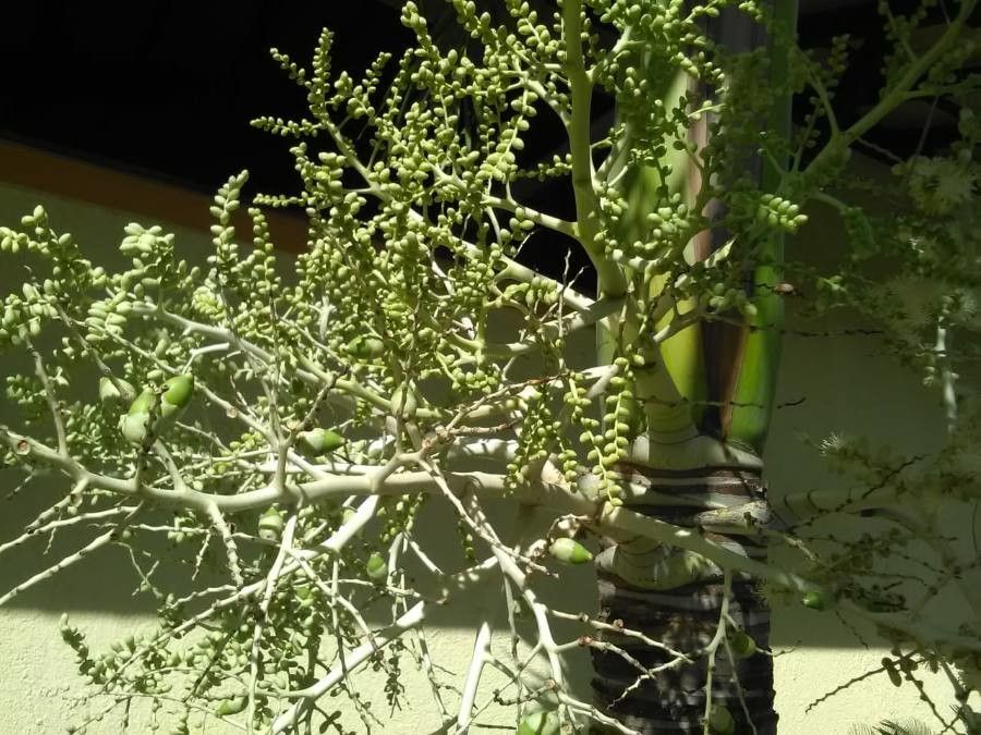 Hyophorbe verschaffeltii fruit