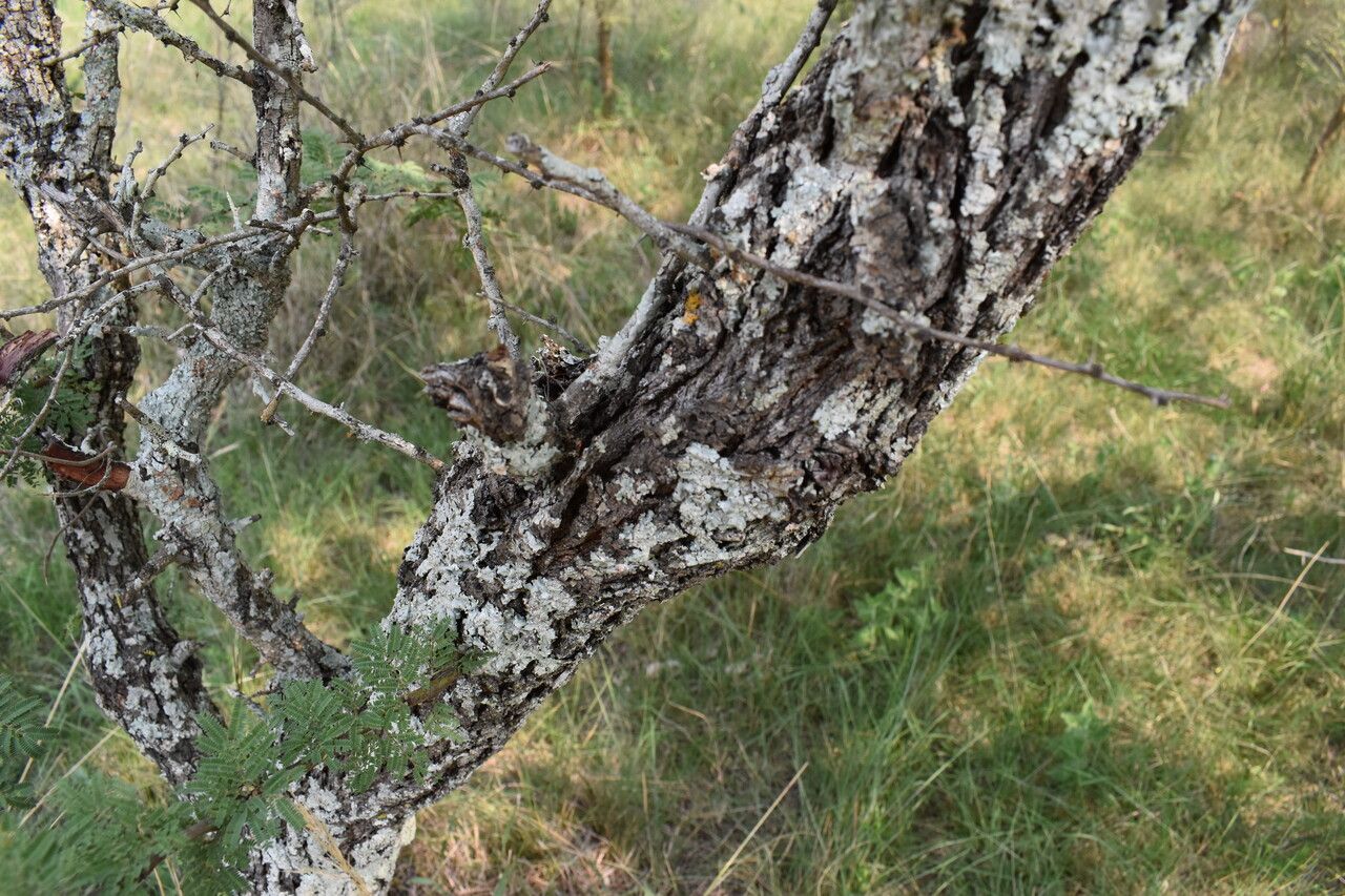 Vachellia astringens bark