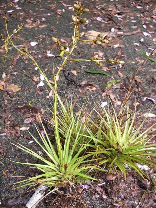 Catopsis juncifolia habit