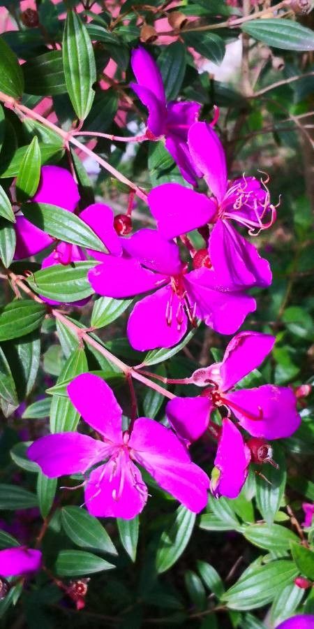 Tibouchina semidecandra flower