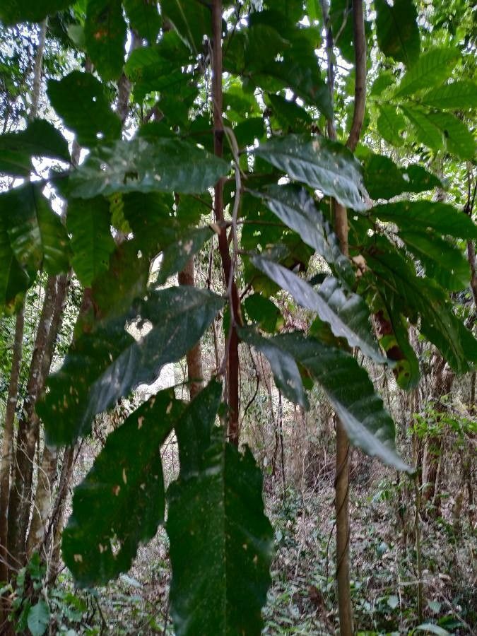 Dysoxylum macranthum — houseplant care guide