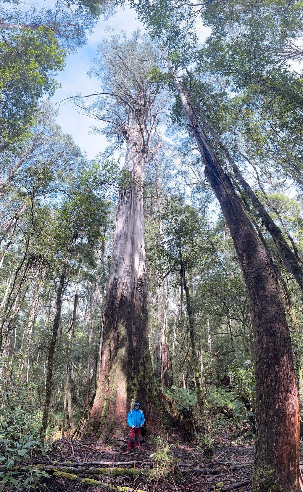 Eucalyptus regnans bark