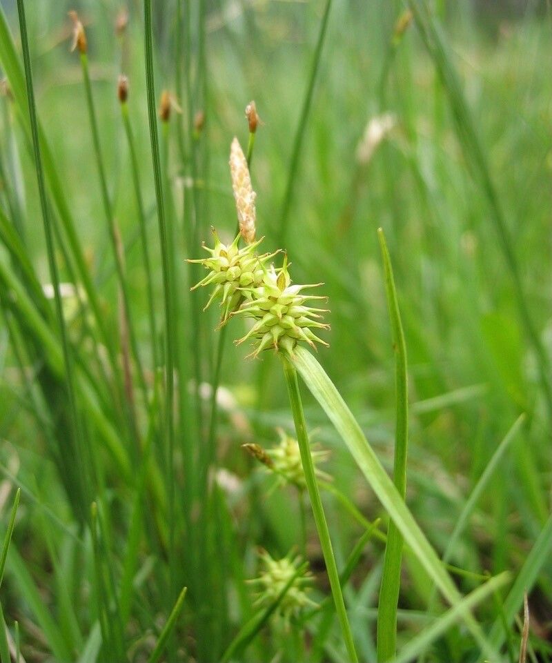 Carex flava fruit