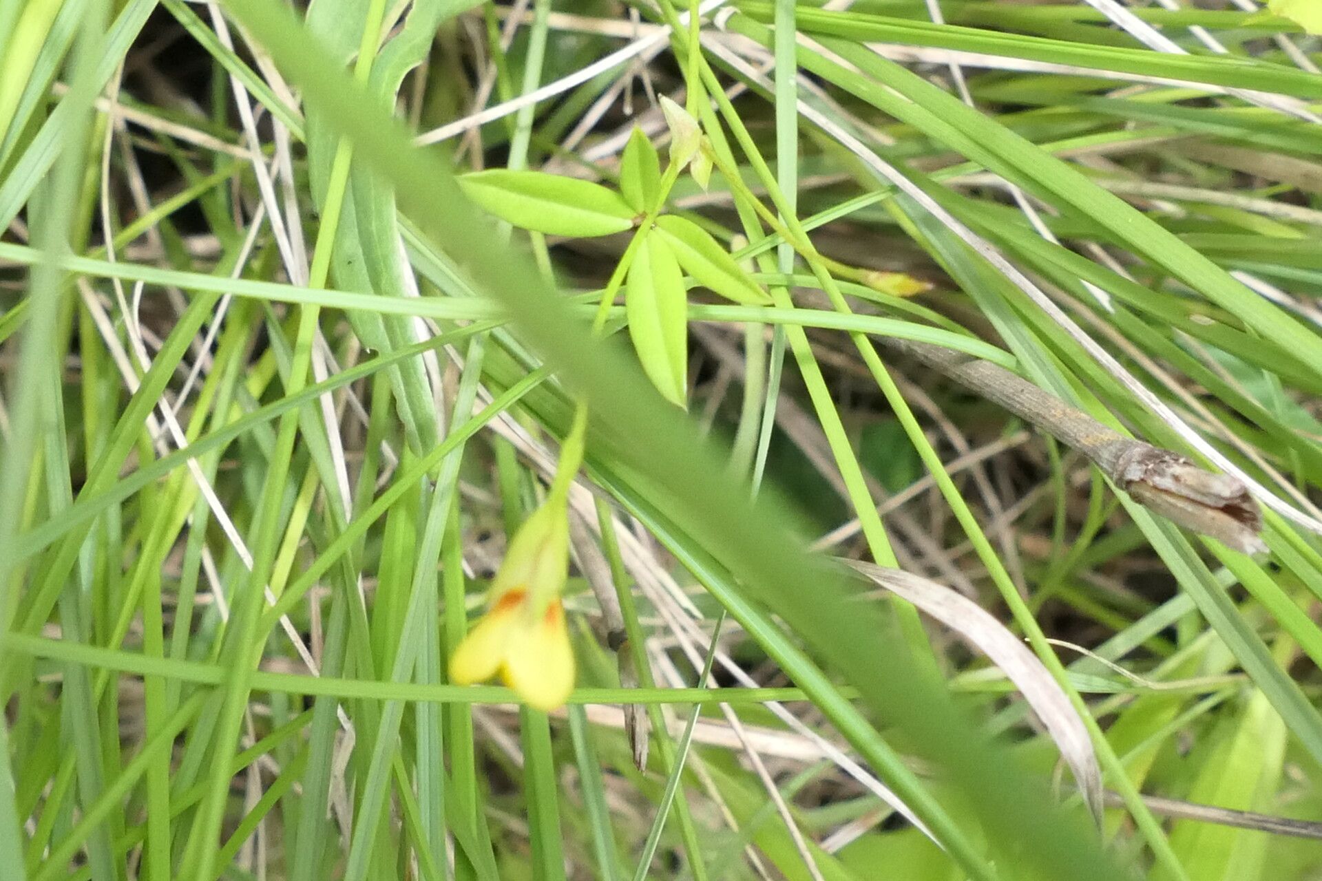 Zornia capensis — related species from the same genus