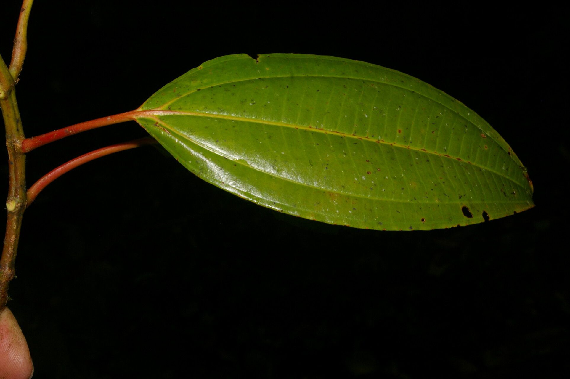 Miconia rhodopetala leaf
