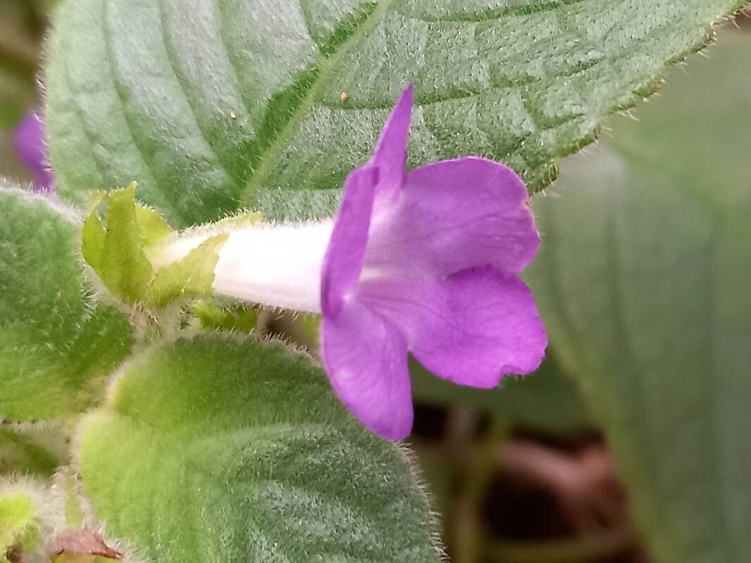 Nautilocalyx bicolor flower