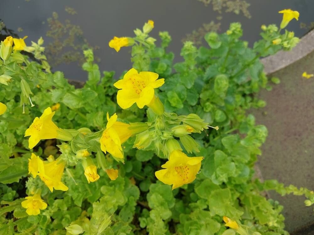 Erythranthe jungermannioides flower