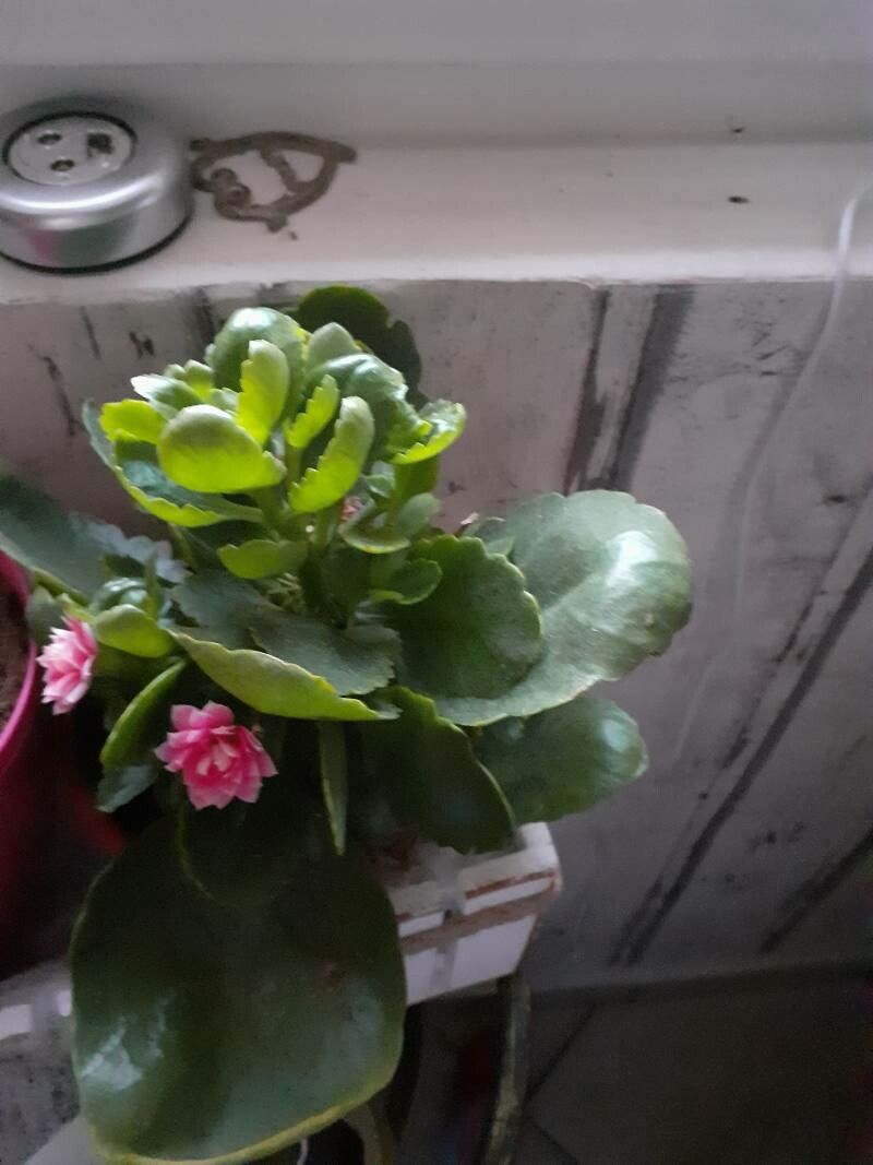 Kalanchoe fedtschenkoi bark