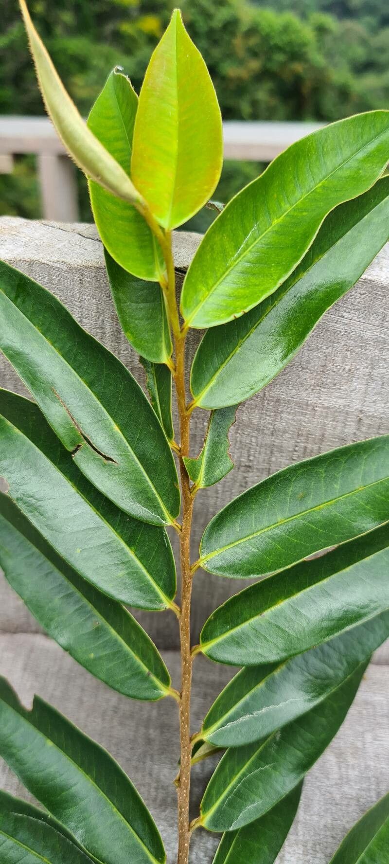 Xylopia sericophylla — houseplant care guide