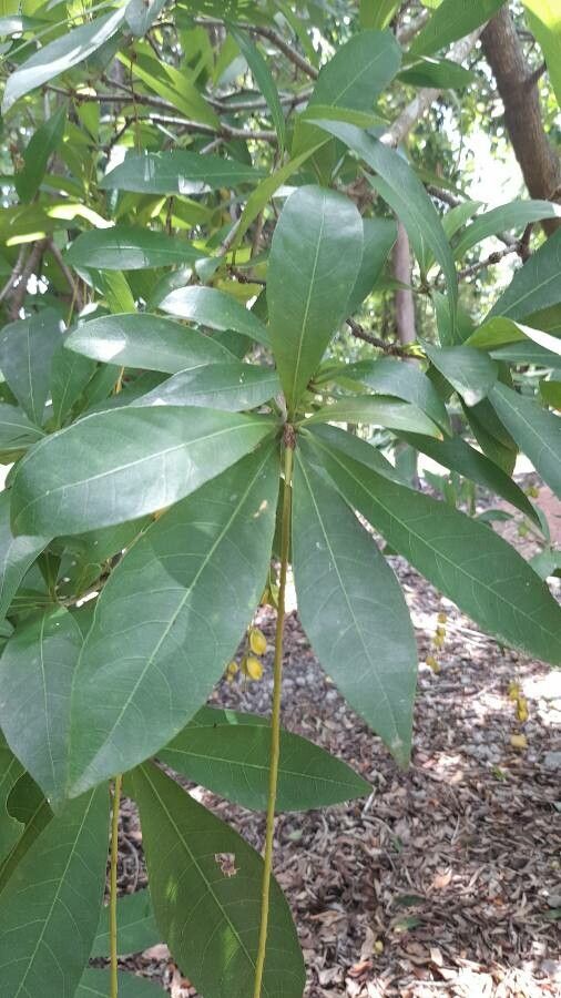 Barringtonia acutangula — search result for 'Afghanistan'