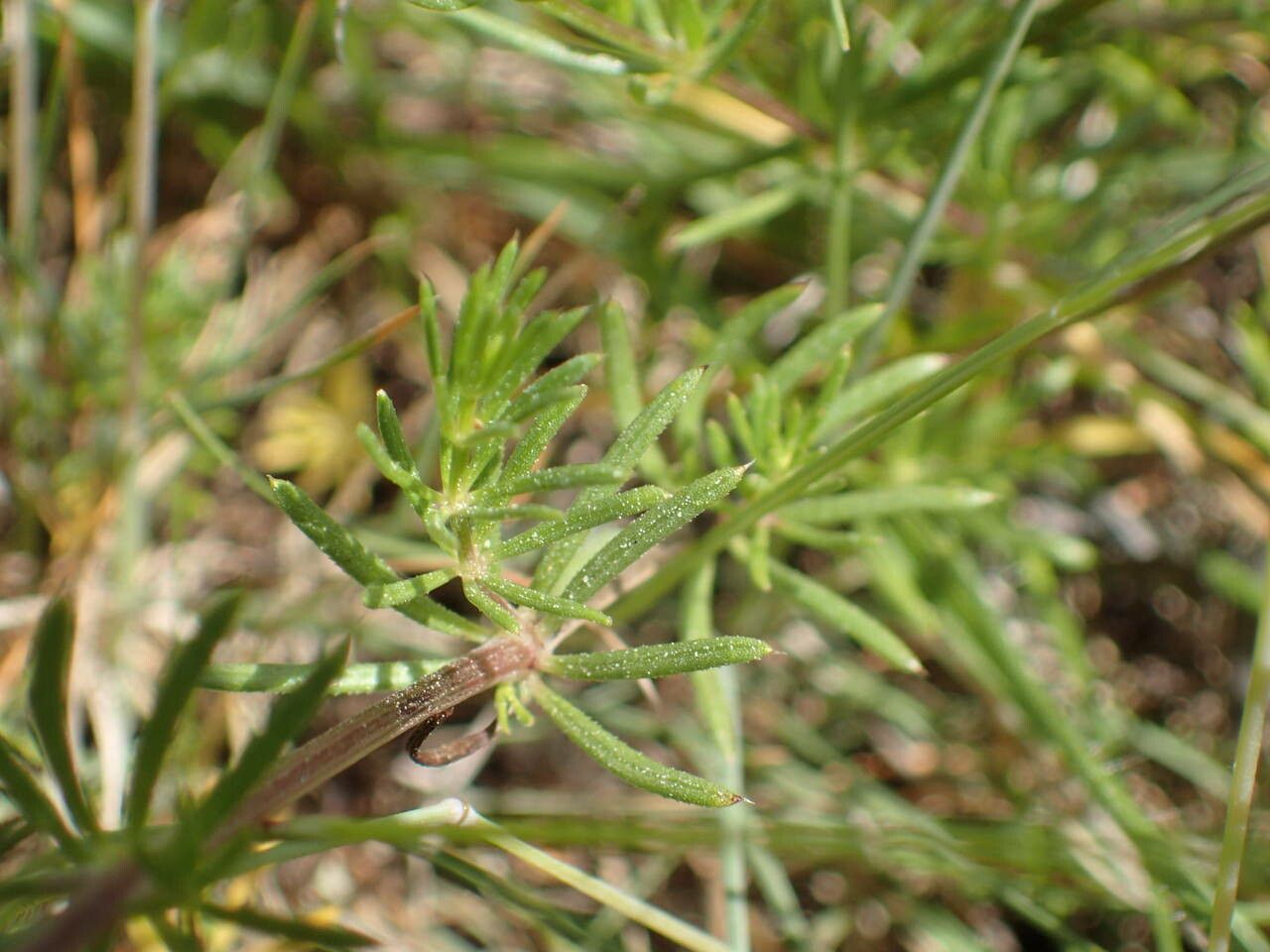 Galium corrudifolium leaf