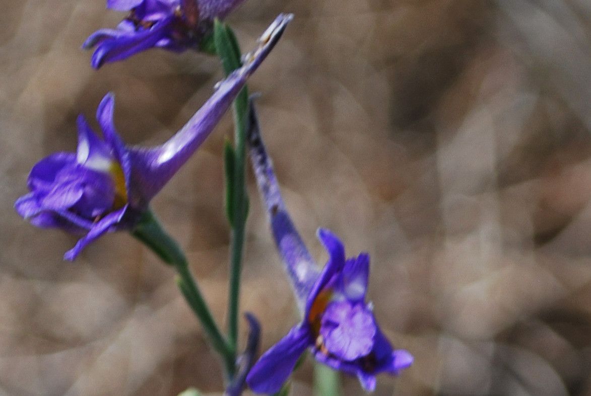 Delphinium peregrinum flower
