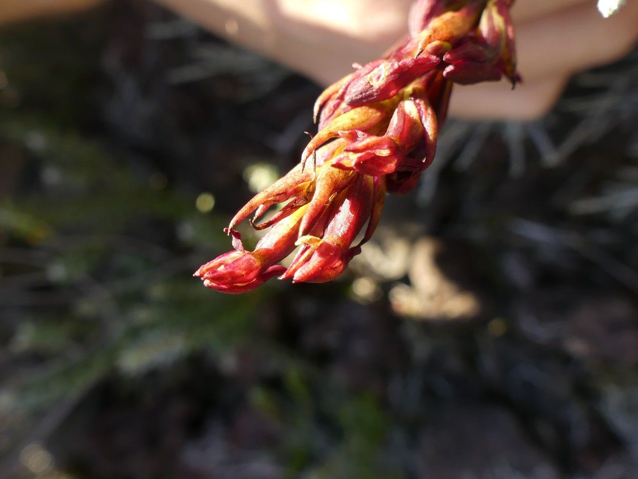 Disa borbonica flower