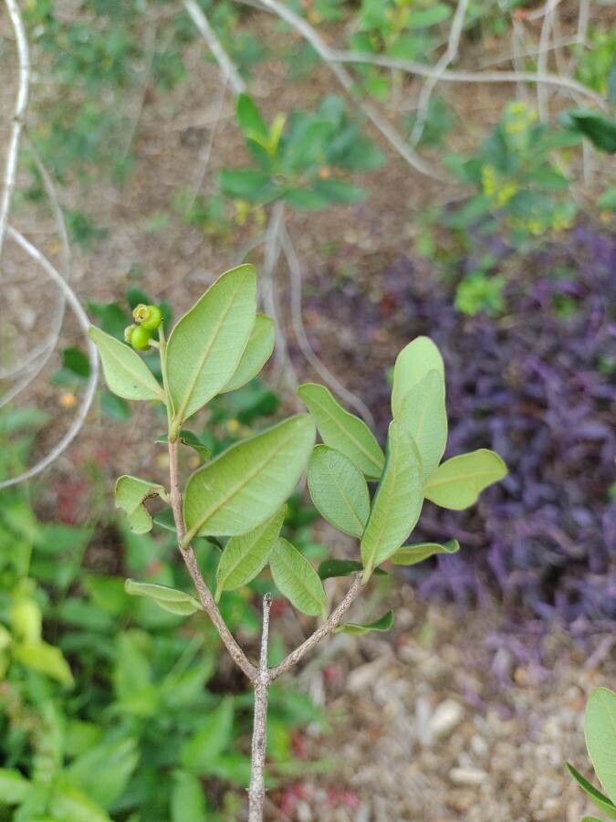 Myrcia palustris leaf