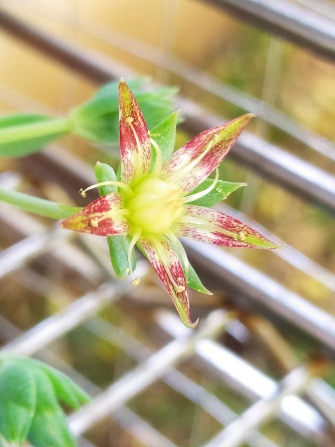 Graptopetalum macdougallii flower