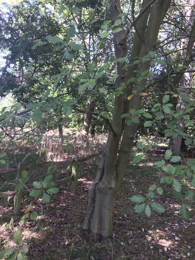 Hedlundia leyana habit