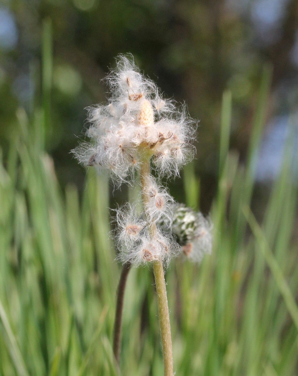 Anemone hortensis fruit