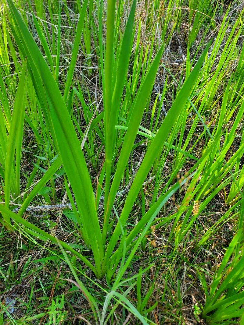 Lachnanthes caroliniana — search result for 'Cuba'