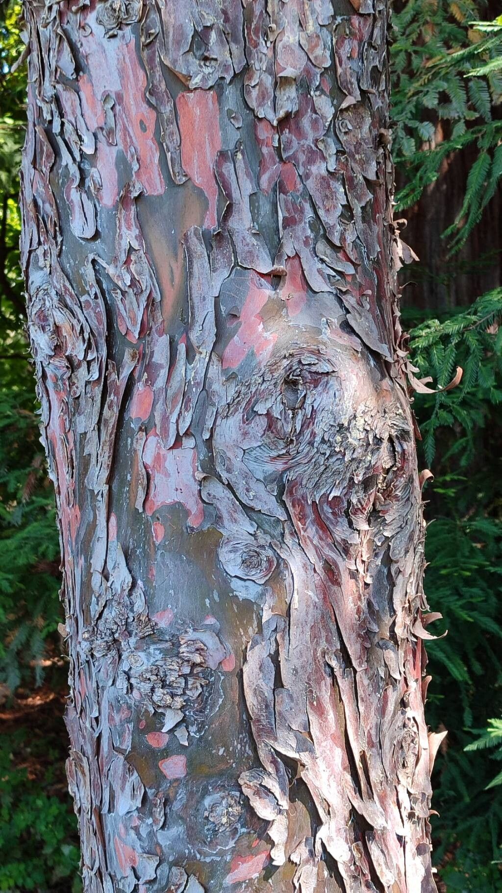 Hesperocyparis glabra bark