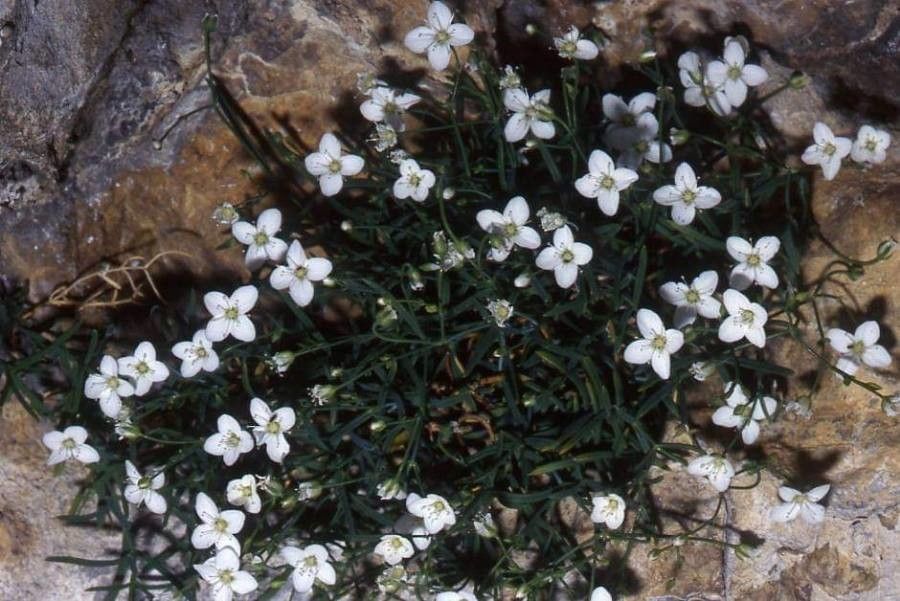 Moehringia tommasinii flower
