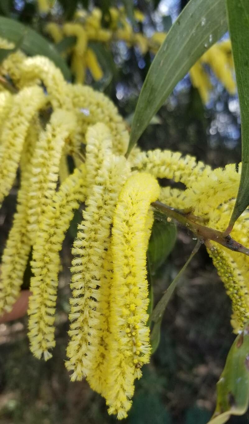 Acacia leiocalyx flower