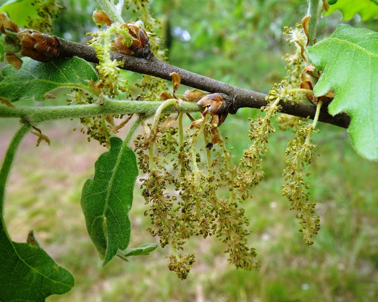 Quercus pubescens flower