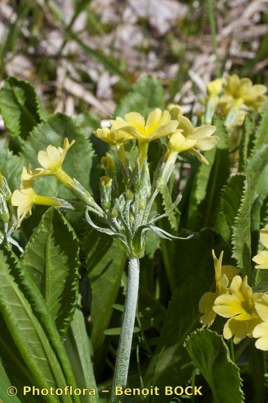 Primula luteola other