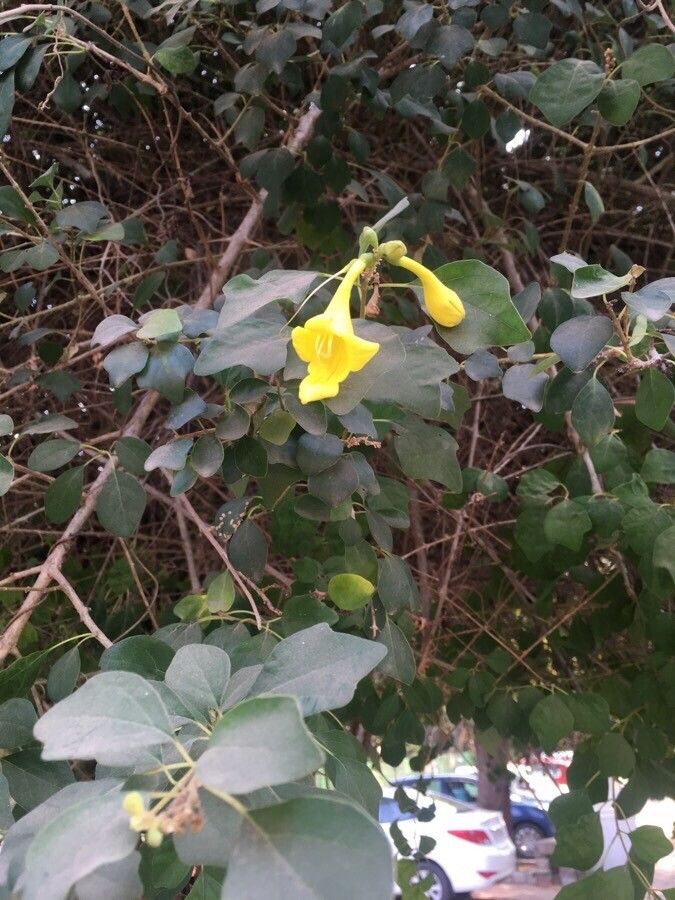 Gmelina asiatica flower