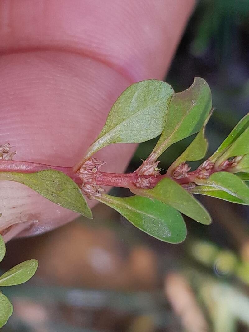 Lythrum portula fruit