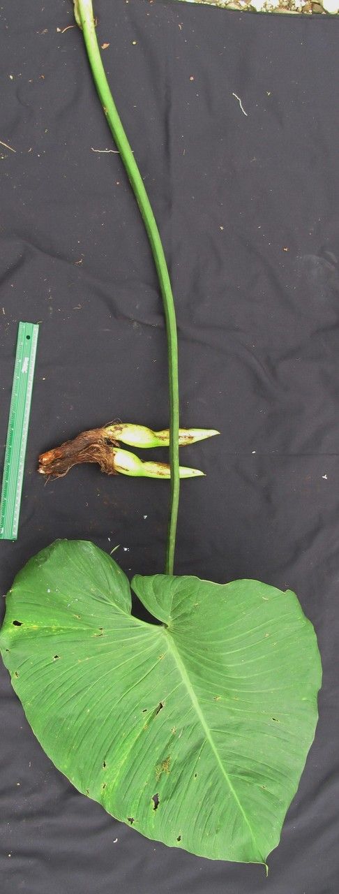 Philodendron thalassicum other