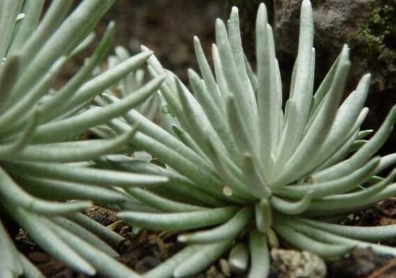 Caputia scaposa — related species from the same genus