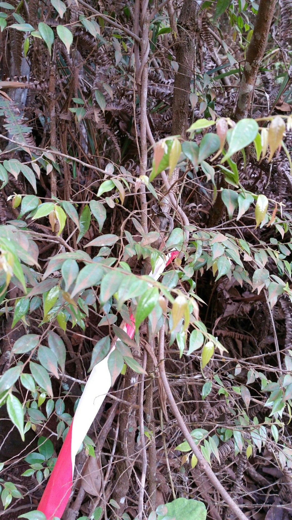 Leptolaena abrahamii leaf