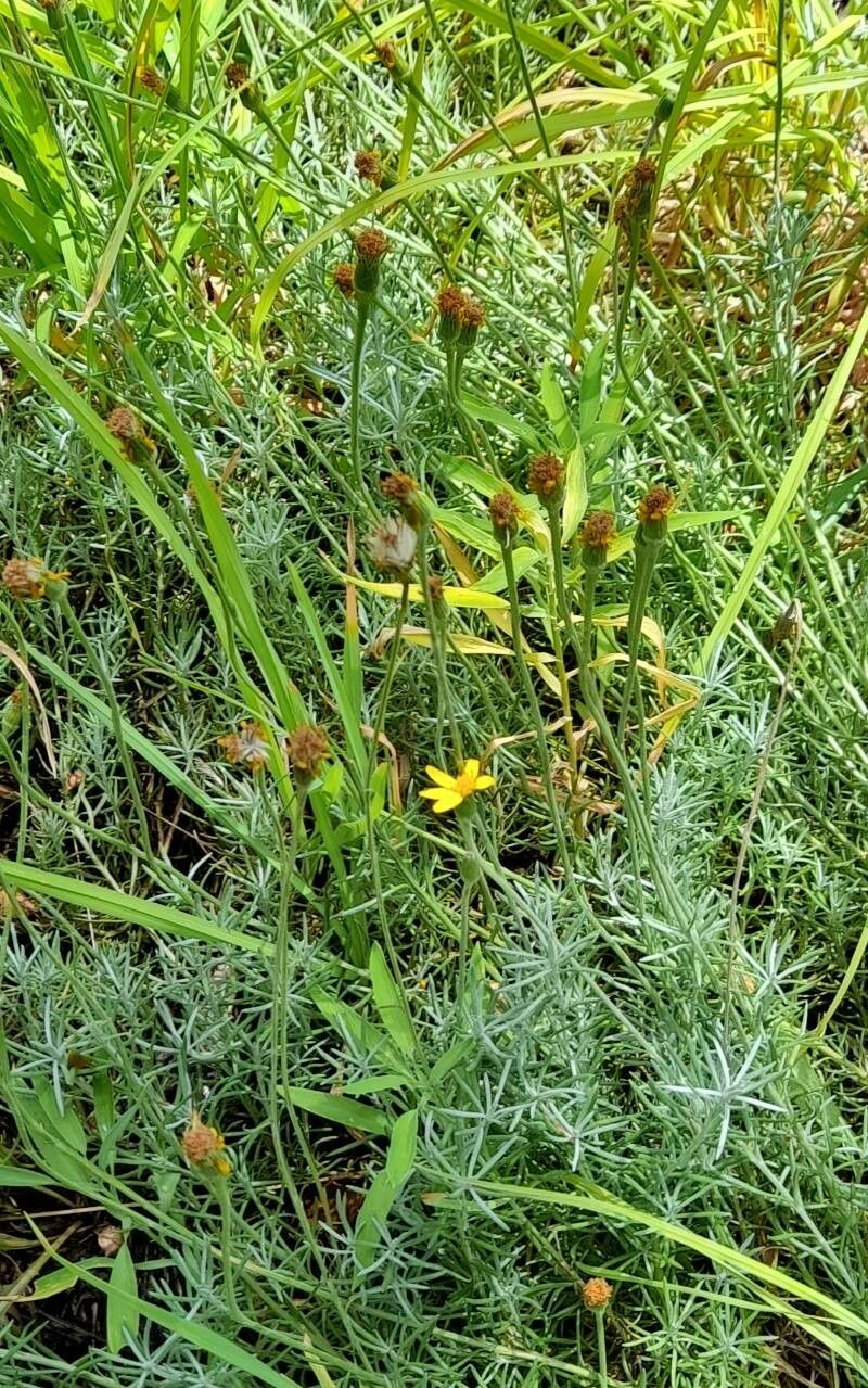 Senecio argenteus habit