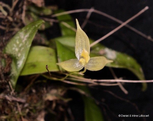 Bulbophyllum aphanopetalum fruit