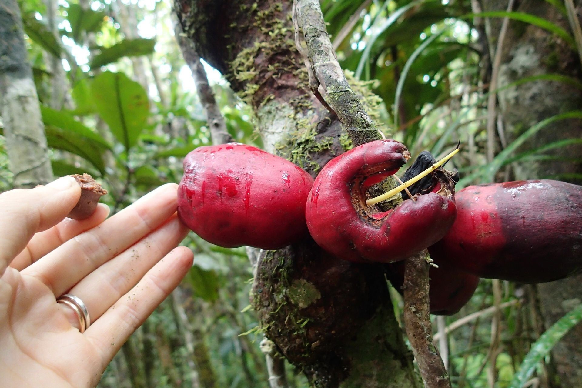 Syzygium toninense fruit