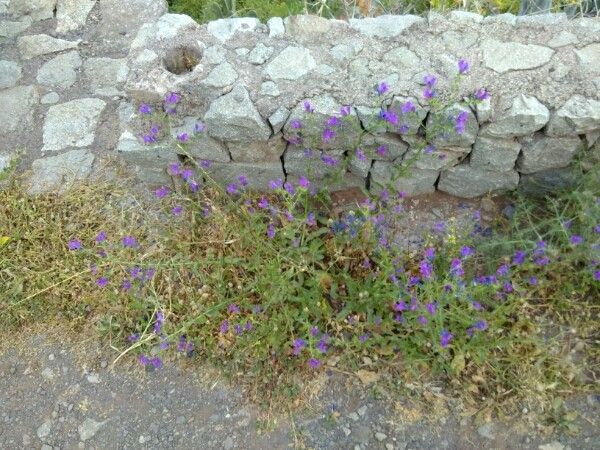 Echium bonnetii habit