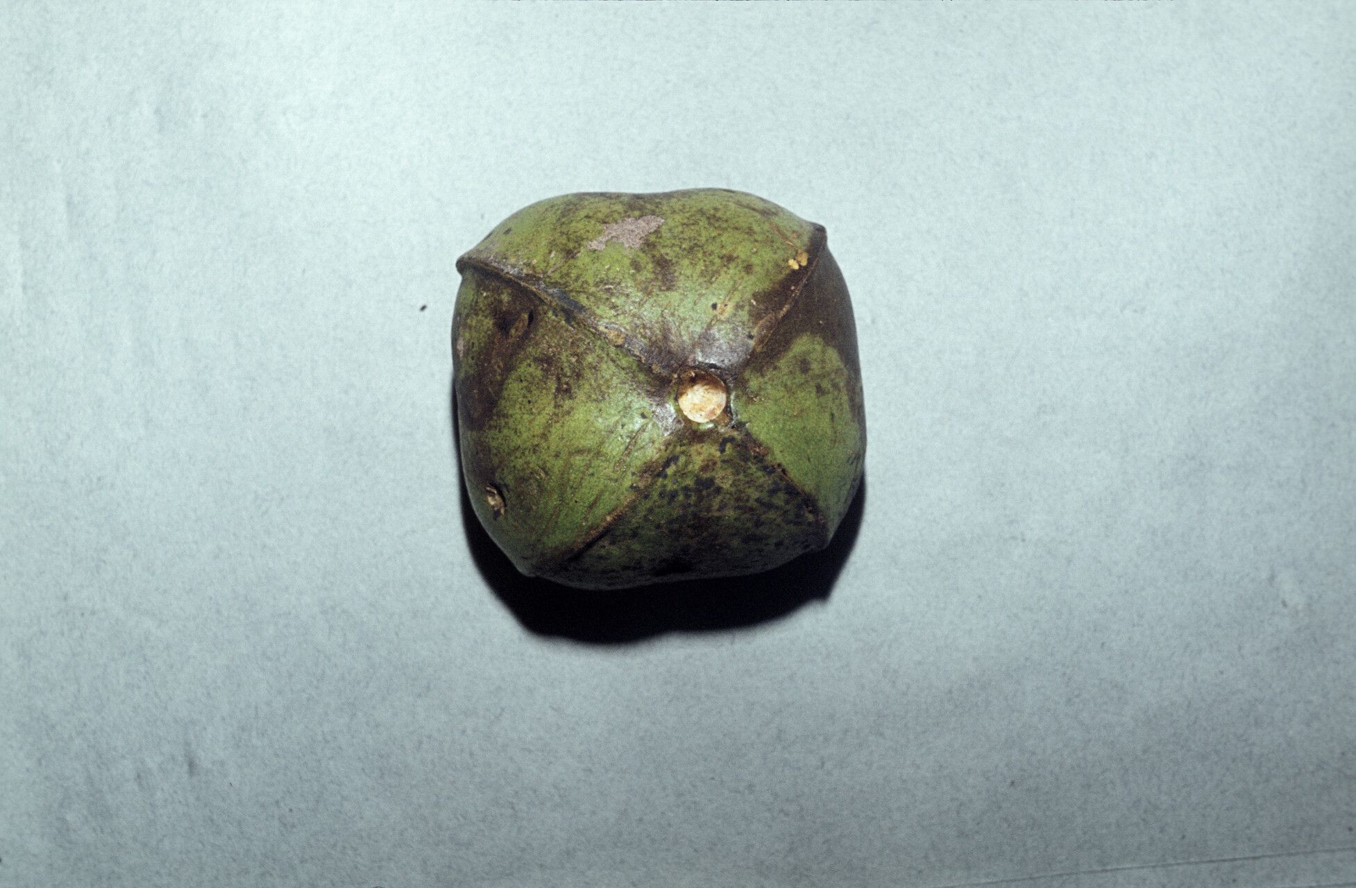 Plukenetia polyadenia fruit